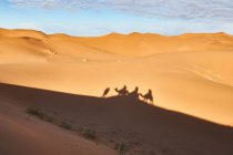 From above shade on sand land of camels and people going in desert in Marrakesh, Morocco — Stock Photo