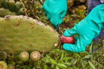 Безликий рабочий в перчатках отрезает спелые фрукты от грушевого кактуса на тропических плантациях, Канарские острова — стоковое фото