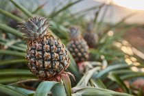 Cespugli tropicali verdi con ananas in maturazione in piantagione al tramonto — Foto stock