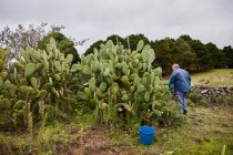 Coltivatore che taglia la buccia di frutta dolce di fico d'India, Isole Canarie — Foto stock