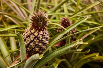 Крупний план тропічних зелених кущів з дозріванні ананасів на плантації — стокове фото