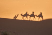 З - під затінку на піску верблюдів і людей, які пливуть пустелею в Марракеші (Марокко). — стокове фото