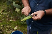 Homem de colheita cortando casca de fruta doce de pêra espinhosa, Ilhas Canárias — Fotografia de Stock