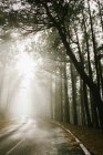 Asphalt road in foggy forest — Stock Photo