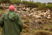 Rückenansicht eines Mannes in Regenmantel und Schirmmütze, der auf einem grünen Hügel steht und eine große Herde schwarzer und weißer Schafe weidet, Kanarische Inseln — Stockfoto