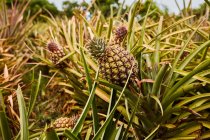 Tropical green bushes with ripening pineapples on plantation — Stock Photo