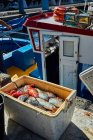 Box gefüllt mit farbenfrohen frisch gefangenen Fischen auf dem Boot im Sonnenlicht, Kanarische Inseln — Stockfoto