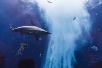 Divers poissons dans un grand aquarium — Photo de stock