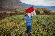 Visão traseira do homem carregando recipientes nos ombros enquanto caminha entre arbustos de abacaxi na plantação, Ilhas Canárias — Fotografia de Stock