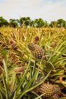Arbustes tropicaux verts avec ananas mûrs sur plantation — Photo de stock