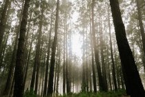 Blick in den Wald mit hohen Baumstämmen, die mit Moos bedeckt sind — Stockfoto