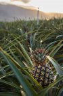 Тропічні зелені чагарники з дозрівання ананаса на плантації на заході сонця — стокове фото