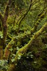Landschaft mit schönem grünen Laub und bemoosten Bäumen im tropischen Wald, Kanarische Inseln — Stockfoto