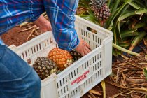 Cultivador trabajando en tierras de cultivo tropicales y recogiendo piñas maduras en contenedores de plástico, Islas Canarias - foto de stock