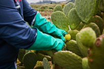 Безіменний робітник у рукавичках відрізає стиглі плоди з кактуса груші на тропічних плантаціях (Канарські острови). — стокове фото
