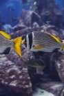 Экзотические рыбы в аквариуме — стоковое фото