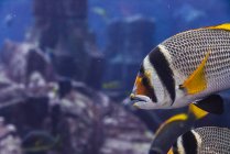 Fechar belos peixes tropicais nadando em água transparente de grande aquário em Dubai — Fotografia de Stock