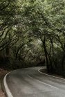 Узкий асфальтовый маршрут, ведущий между аллеей зеленых лесов — стоковое фото
