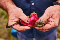Crop man cutting off peel of sweet red fruit of prickly pear, Canary Islands — Fotografia de Stock