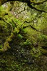 Landscape of beautiful green foliage and mossy trees in tropical forest, Canary Islands — Stock Photo