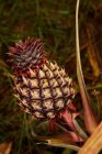 Tropische reifende Ananas wächst auf Plantage — Stockfoto