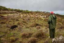 Vista posterior del hombre en impermeable y gorra de pie en la ladera verde con una gran manada de ovejas blancas y negras pastando, Islas Canarias - foto de stock