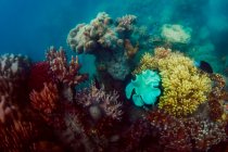 Разноцветные кораллы в море — стоковое фото