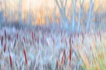 Pianta Typha in luce viola incandescente nella foresta come concetto pittorico — Foto stock