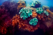 Grüne und rote Korallen im tiefblauen Meerwasser — Stockfoto