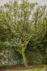 Пейзаж красивой зеленой листвы и мхов в тропическом лесу, Канарские острова — стоковое фото
