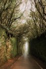 Footpath between murk alley of high walls and woods — Stock Photo