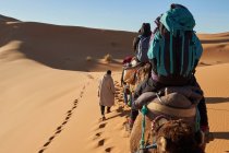 Вид сзади верблюдов и людей, идущих между песчаными землями в пустыне в Марракеше, Моро — стоковое фото