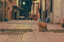 Забавные домашние кошки на улице между зданиями вечером в Марракеше, Марокко — стоковое фото