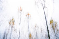 Árvores pictorialistas e plantas verdes na floresta de outono — Fotografia de Stock