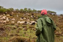 Visão traseira do homem de capa de chuva e boné em pé na encosta verde com grande rebanho de ovelhas pretas e brancas pastando, Ilhas Canárias — Fotografia de Stock
