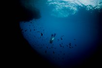 From below legs of diver swimming in shoal of fish in deep ocean — Stock Photo