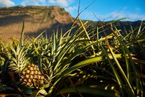 Hermosa plantación tropical de piñas en el fondo de montañas acantilados en día nublado, Islas Canarias - foto de stock