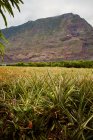 Tropical green bushes with ripening pineapples on plantation with mountain on background of El Hierro island — Stock Photo