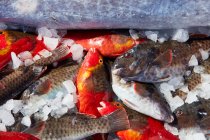 From above cooling ice with fresh catch of small fish — Stock Photo