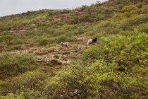Grande mandria di pecore domestiche con bambini al pascolo sul prato verde in campagna, Isole Canarie — Foto stock