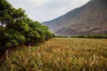 Bonita plantação tropical de abacaxis no fundo de montanhas escarpadas em dia nublado, Ilhas Canárias — Fotografia de Stock