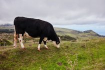 Vista lateral de vaca blanca y negra pastando en prado verde de hermoso campo de montaña contra el cielo nublado, Islas Canarias - foto de stock