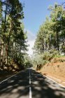 Estrada de asfalto na intromissão de uma floresta — Fotografia de Stock