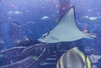 Різні риби у великому акваріумі — стокове фото