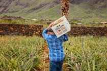 Rückenansicht eines Mannes, der Container auf Schultern trägt, während er zwischen Ananasbüschen auf einer Plantage auf den Kanarischen Inseln spaziert — Stockfoto