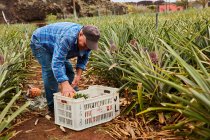 Man working on tropical farmland and gathering ripe pineapples in plastic containers, Canary Islands — Stock Photo