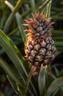 Primo piano del cespuglio verde tropicale con ananas in maturazione in piantagione — Foto stock