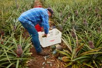 Uomo che lavora su terreni agricoli tropicali e raccoglie ananas maturi in contenitori di plastica, Isole Canarie — Foto stock