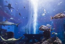 Различные рыбы в большом аквариуме — стоковое фото
