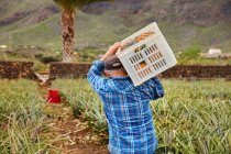 Vista posteriore dell'uomo che trasporta contenitori sulle spalle mentre cammina tra i cespugli di ananas nella piantagione, Isole Canarie — Foto stock